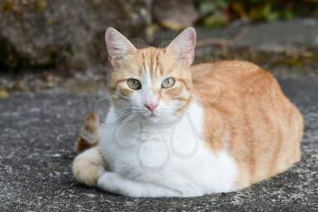 Female Cat laying on a concrete driveway
