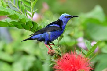 Close up of a beautiful Red-legged Honeycreeper maleperched on a tree branch close to a red bottle brush flower
