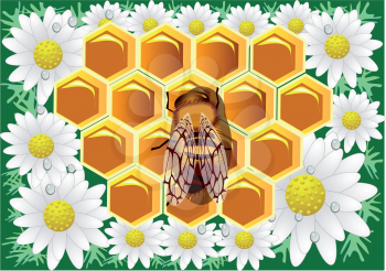 Beeswax. Macro of working bee on honeycells with chamomile.
