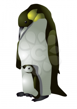emperor penguin isolated on the white background