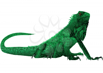 iguana. lizard isolated on the white background