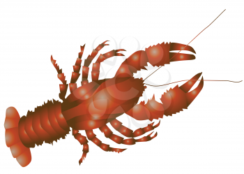 lobster isolated on the white background. 10 EPS