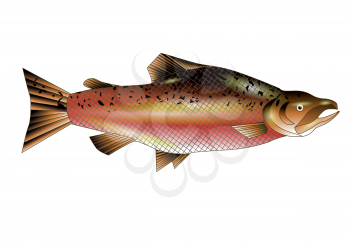 salmon. adult fish isolated on white background