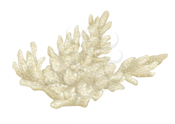 coral isolated on a white background. 10 EPS