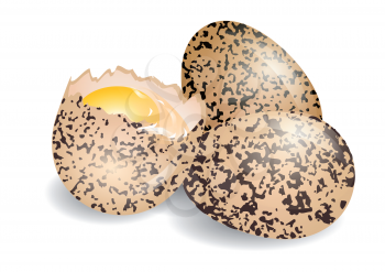 quail egg on a white background. 10 EPS