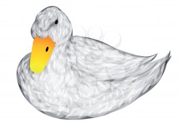 white duck isolated on a white background