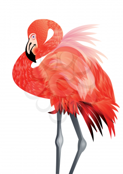 flamingo isolated on white background. 10 EPS