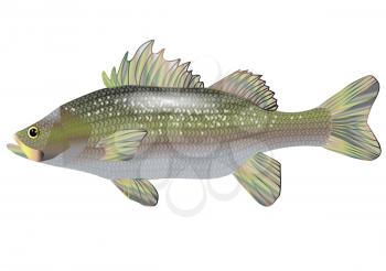 sea bass isolated on a white background