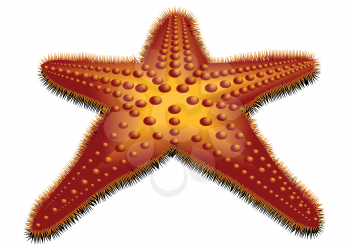 starfish isolated on white background. 10 EPS