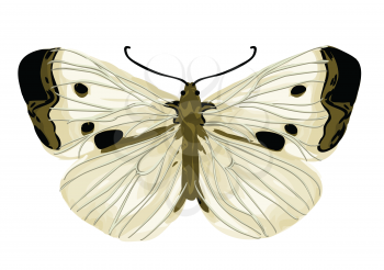 cabbage white butterfly isolated on a white background