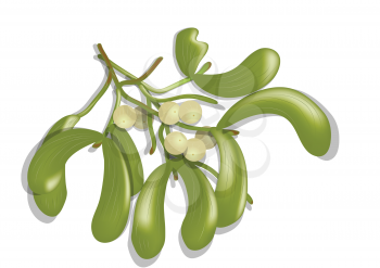 mistletoe branch isolated on a white background