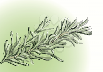 rosemary. abstract illustration of herbal spicy