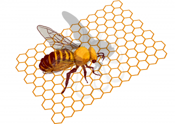 Beeswax. Macro of working bee on honeycells