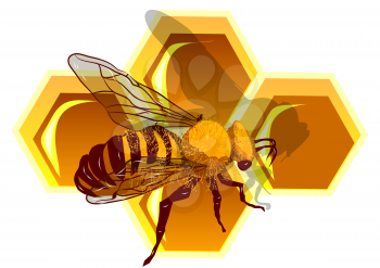 Beeswax and bee Macro of working bee on honeycells 