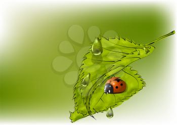 leaves and ladybug on green background