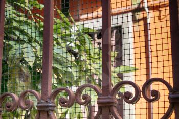 antique wrought iron grille on the fence