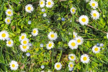 daisy meadow with green grass seamless texture