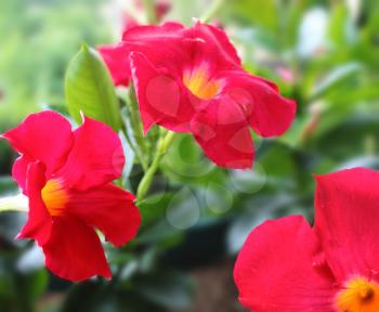 Bright red tropical flower. Mandevilla Dipladenia in garden