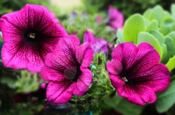 Petunia Deep Purple. Superpurtunia Petunia with purple veins deep purple bloom dark centre