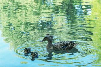 wild duck with ducklings on water