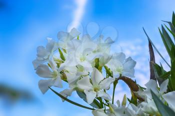 White oleander (Nerium oleander) flower. Oleander against blue sky