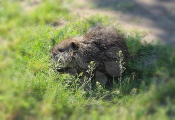 muskrat cub in search of food on green grass