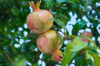 pomegranate fruit ripening. fresh pomegranate fruits on the tree