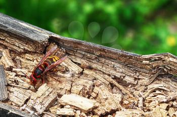 European hornet (Vespa crabro) on a tree trunk