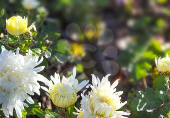 Chrysanthemum in park. Cluster of White chrysanthemum flowers. 