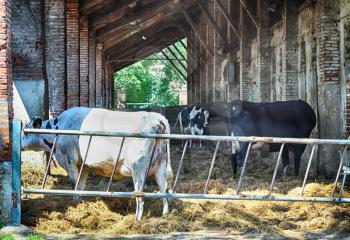 antique small cow farm, organic milk farm 