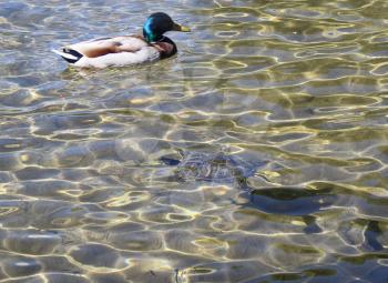 duck and small water turtle in a lake.