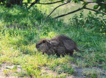 little muskrat cub on green grass near river