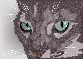 cat face. Gray tabby cat on a light background.