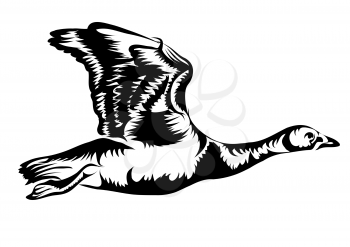 flying goose isolated on white background