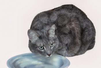 cat over a bowl isolated on white background