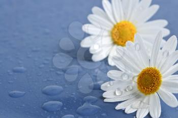 White daisy flowers close up with water drops