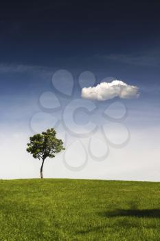 A lonely tree is standing on the top of a hill. There is a clear blue sky above and a lonely white cloud.