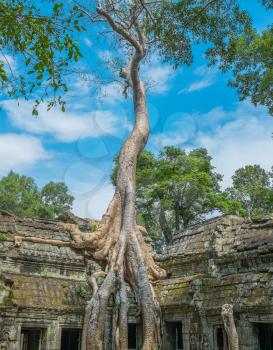 Big tree at Ta Prohm Temple, Angkor Wat, Cambodia, Southeast Asia