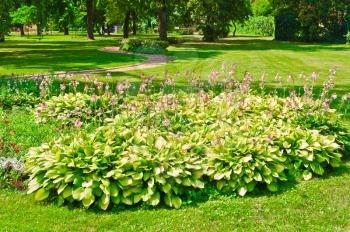 Flower bed in park, Moscow, Russia, East Europe