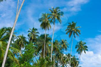 Palms at remote island, Banyak Archipelago, Indonesia