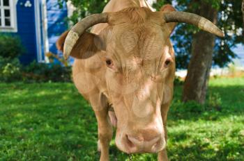 Cow near to home, Moscow region, Russia, East Europe