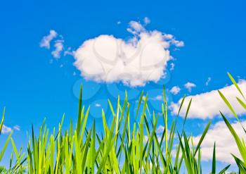 Landscape with green grass on blue sky background