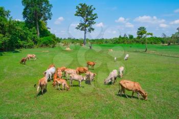 Cows grazing in a fresh green summer field