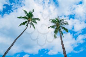 Two coconut palm trees on blue sky background