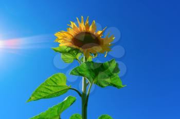 Sunlight shining in blue sky and sunflower