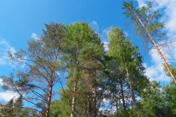 Trees on summer day in forest on blue sky background