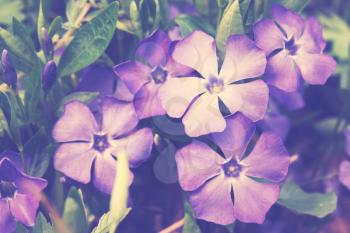 Periwinkle Vinca blue spring flowers in the forest,vintage