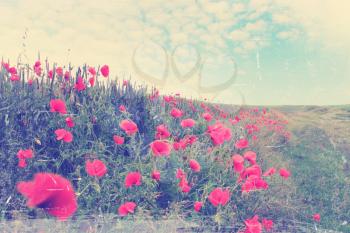 field of red poppies blooming, summer landscape,vintage