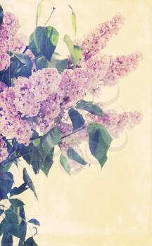 Bouquet of blooming lilacs toned, copy space