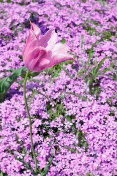 Spring flower bed of pink flowers and tulip